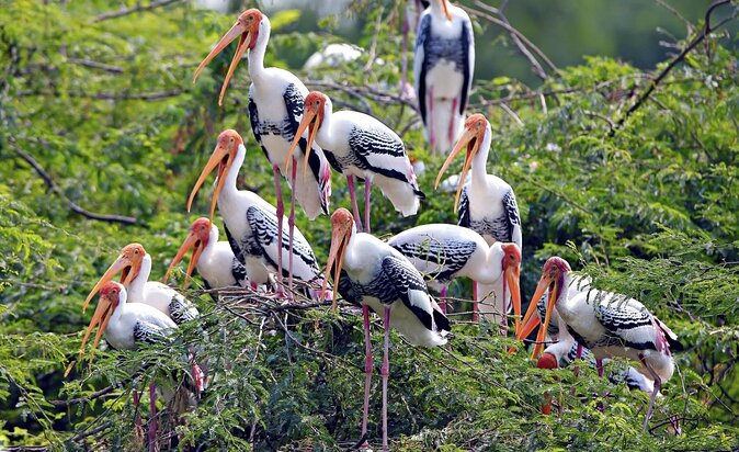 Keoladeo National Park E-Tickets Guide Rickshaw Transfers - Tour Options and Overview