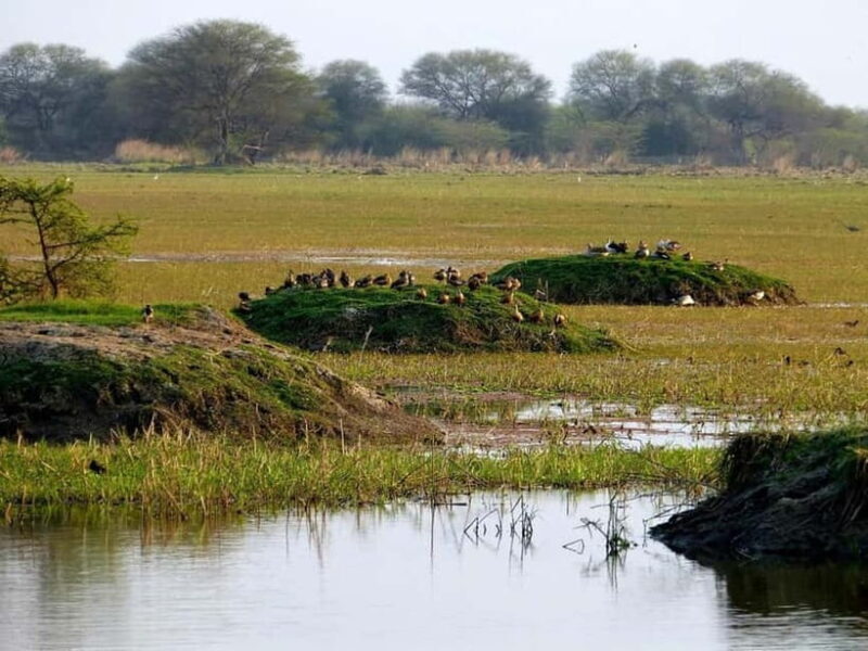 Keoladeo National Park Tickets and Guided Tour - Good To Know