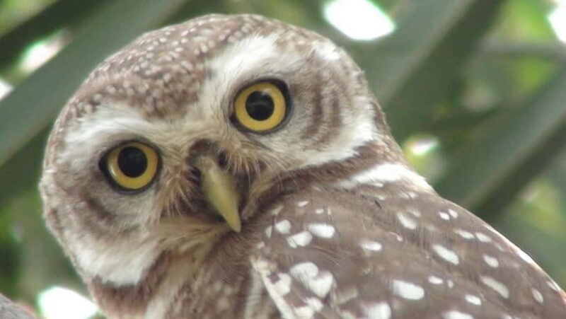 Keoladeo National Park Tickets and Guided Tour - FAQs