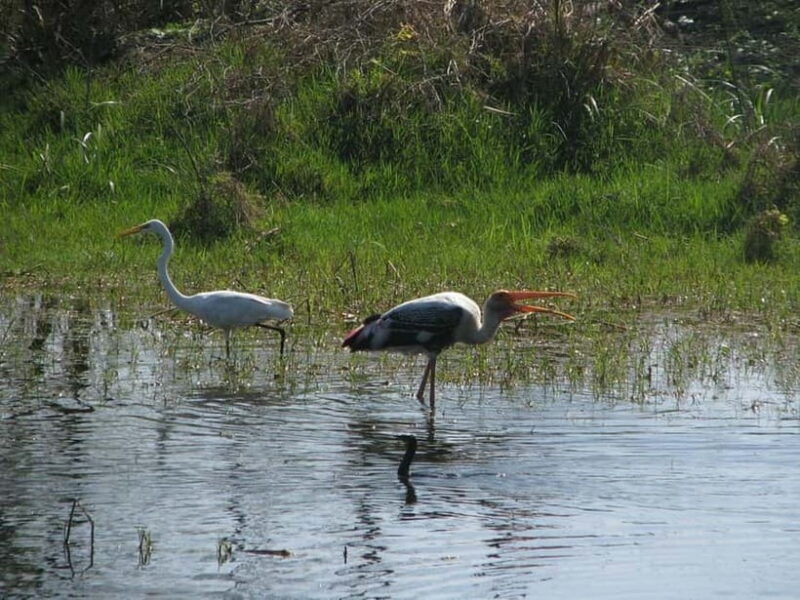 Keoladeo National Park Tickets and Guided Tour - Final Thoughts
