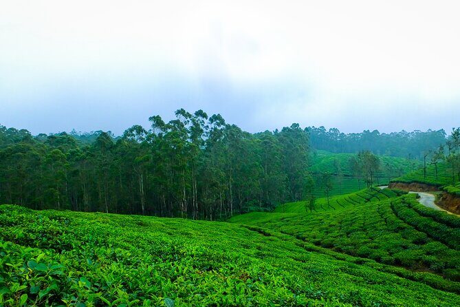 Kerala 6 Day Tour Munnar Thekkady Alleppey Kovalam Beaches - Practical Aspects & Value