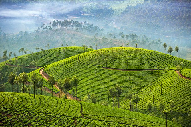 Kerala and Tamil Nadul Dreamscape Journey (South India) - Keralas Charm