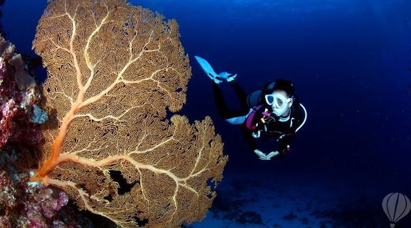 Kerama Island Diving Experience - Price, value, and the limits to consider