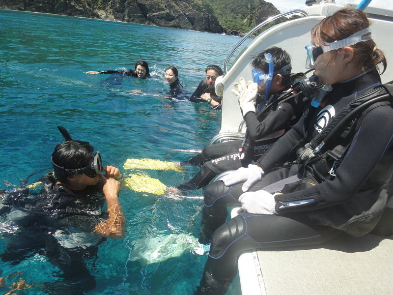 Kerama Islands National Park Diving/Snorkeling tour (Hotel pick-up) - Whale season is a bonus, not a promise