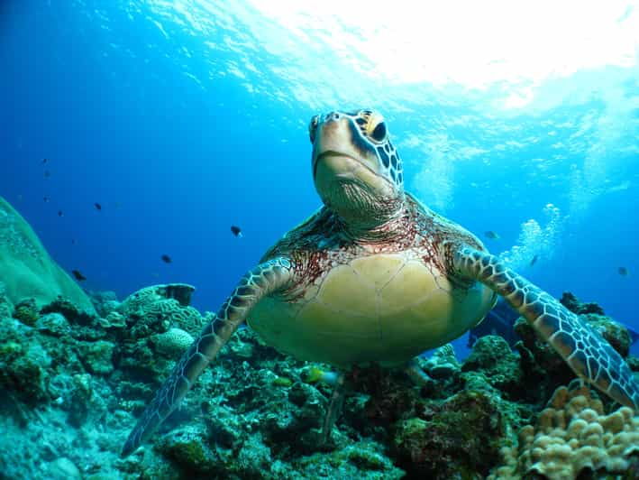 Kerama Islands National Park Experience Diving + Snorkeling - Good To Know