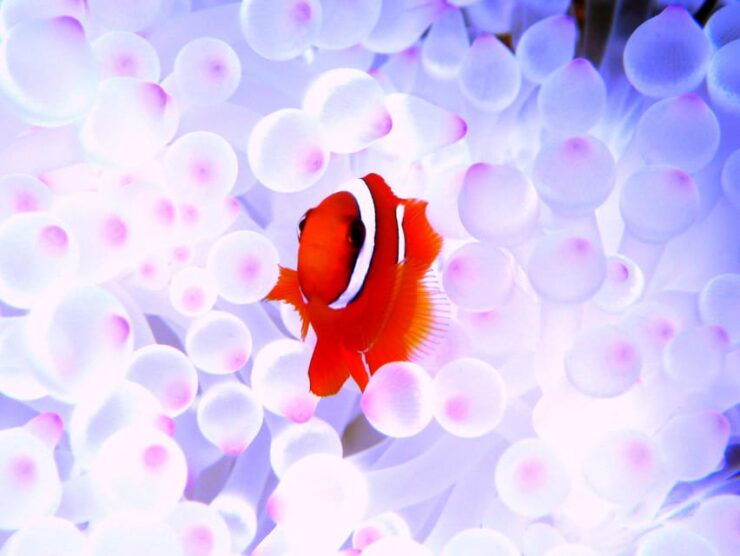 Kerama Islands National Park Experience Diving + Snorkeling - Itinerary and Transportation
