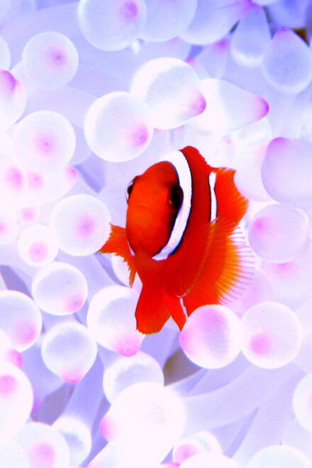 Kerama Islands National Park Experience Diving + Snorkeling - Equipment and Rentals