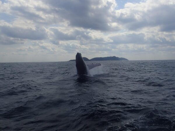 Kerama Islands National Park Experience Diving + Snorkeling - Booking Information