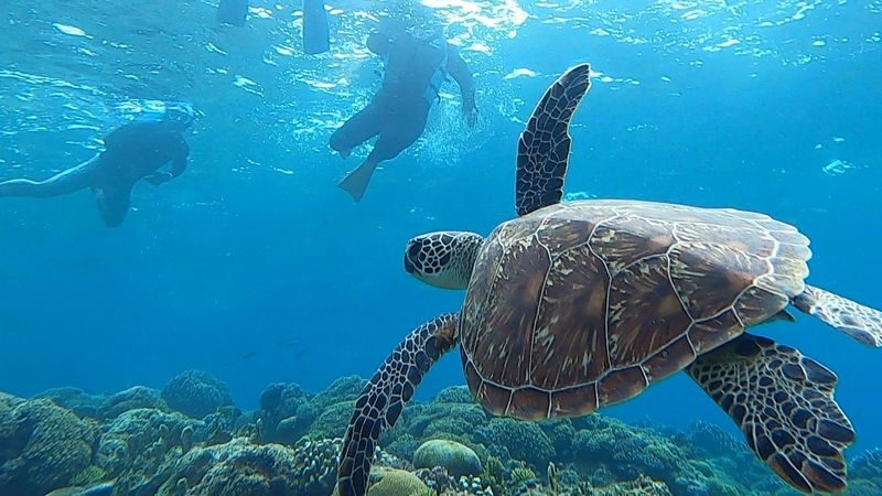 Kerama Islands Snorkeling with Pick-up from Designated Spots in Naha - Choosing a Package Without Guesswork