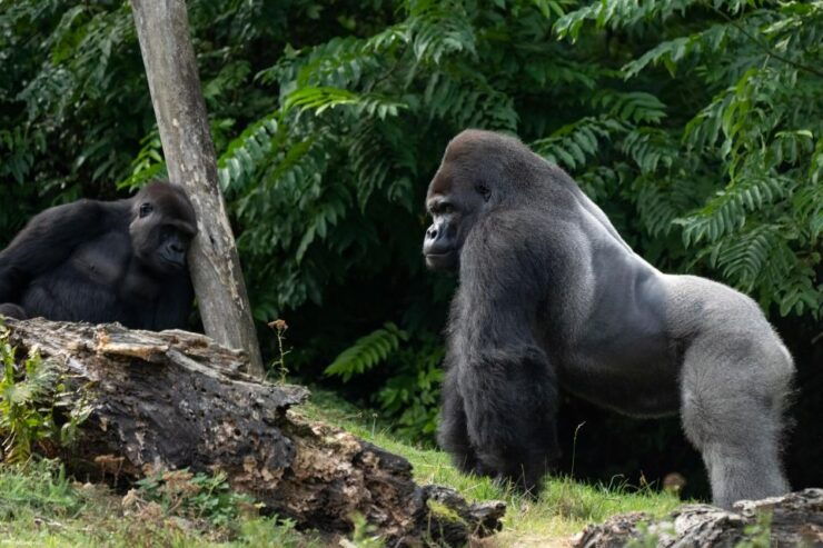 Kerkrade: GaiaZOO Entry Ticket - Ticket Information