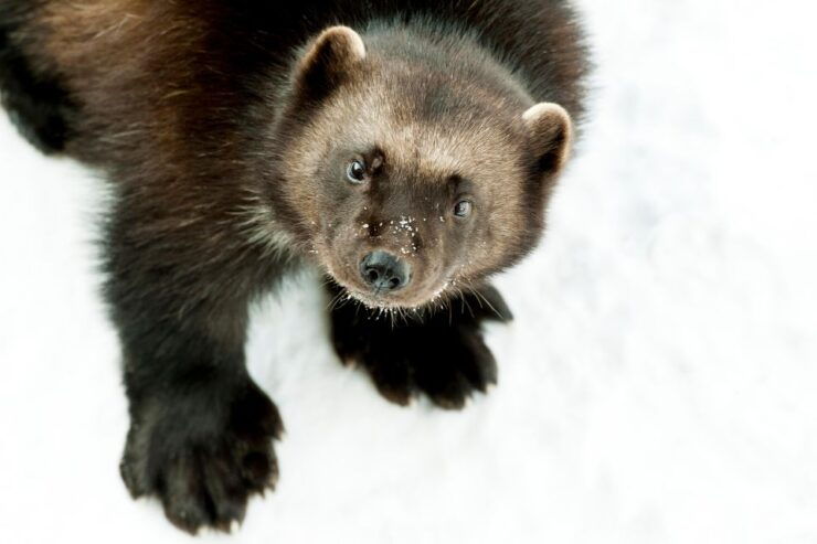 Kerkrade: GaiaZOO Entry Ticket - Experience at GaiaZOO