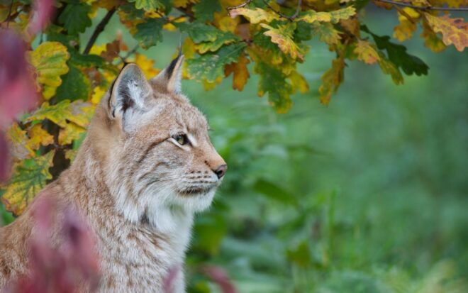 Kerkrade: GaiaZOO Entry Ticket - Customer Reviews