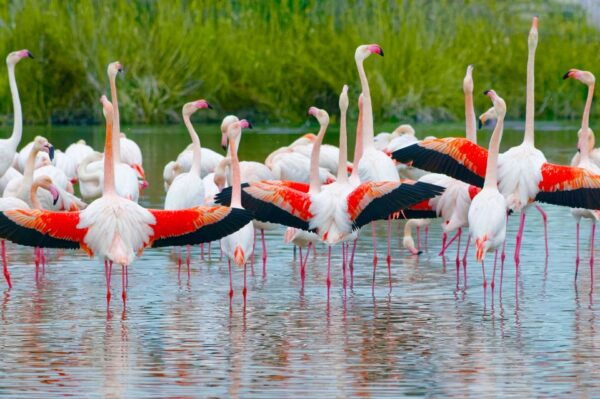 Kerkrade: GaiaZOO Entry Ticket - GaiaZOO Directions