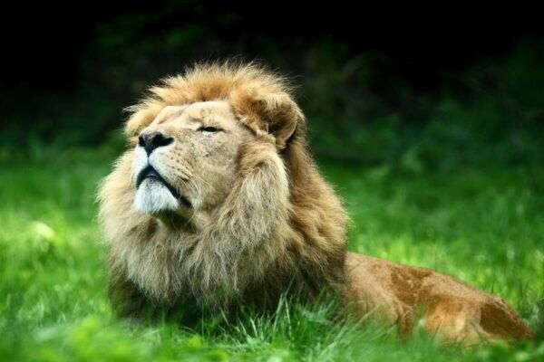 Kerkrade: GaiaZOO Entry Ticket - The Sum Up