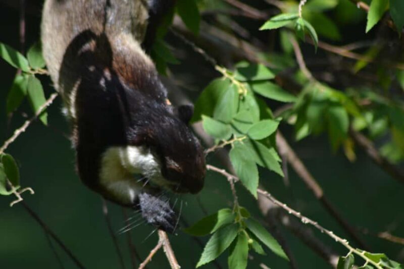 Ketambe Sumatra Jungle Trekking and Rafting - The Unique Value of This Tour