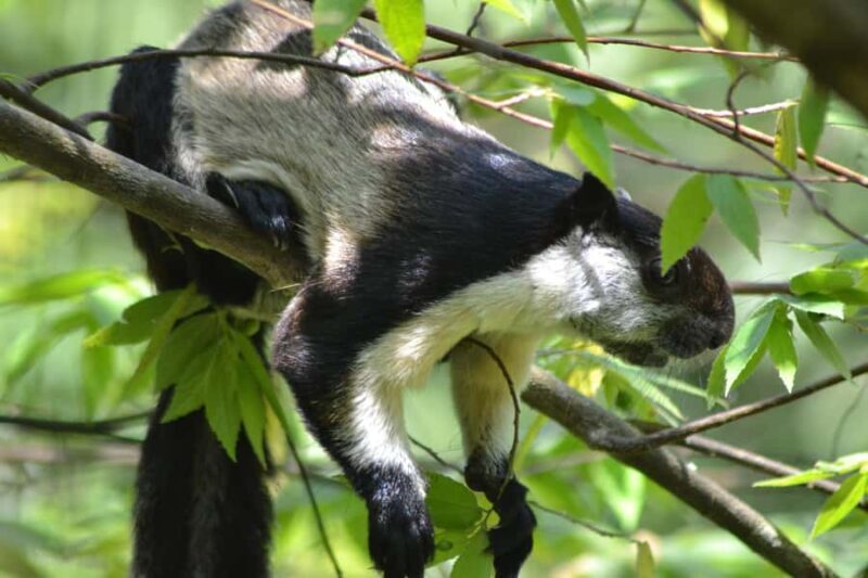 Ketambe Sumatra Jungle Trekking and Rafting - The Sum Up