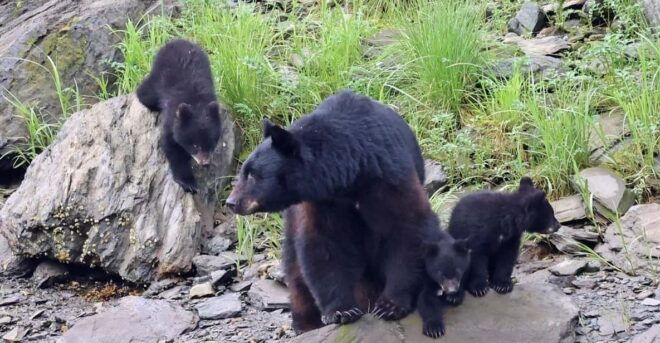 Ketchikan: Alaska Native Cultural and Scenic Shore Excursion - Itinerary and Stops
