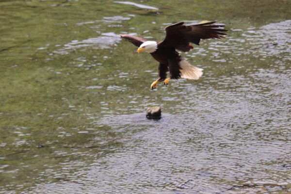 Ketchikan: Alaska Native Cultural and Scenic Shore Excursion - Booking and Cancellation Details