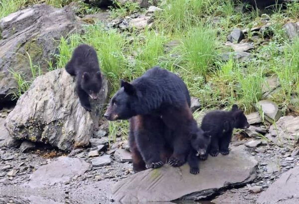 Ketchikan: Alaska Native Cultural and Scenic Shore Excursion - Frequently Asked Questions