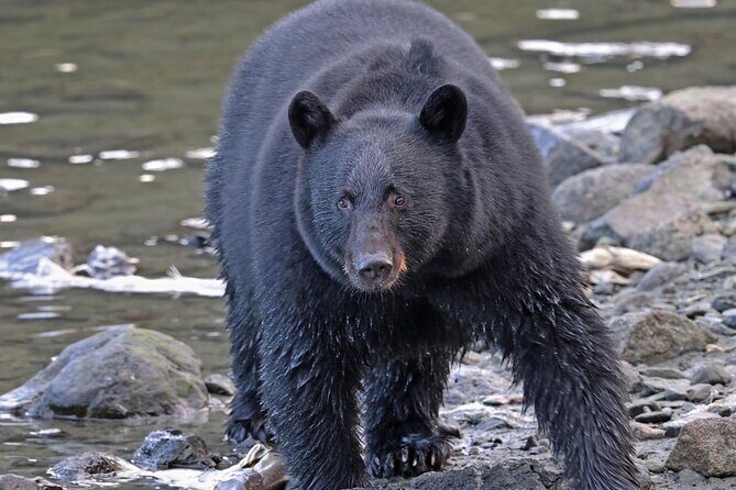 Ketchikan Alaska private tour - Practical Considerations