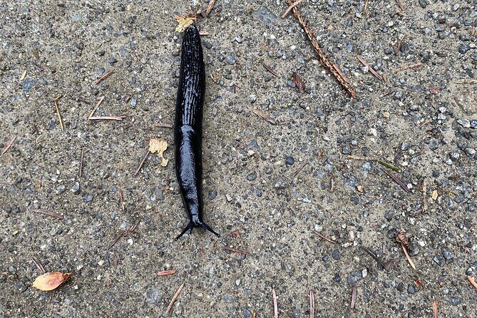 Ketchikan Alaska private tour - Final Thoughts