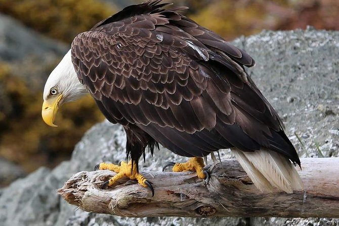 Ketchikan All In One - Tour Experience and Activities