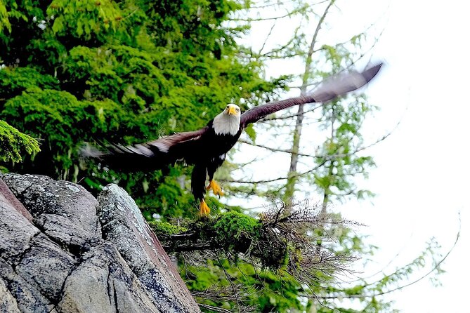 Ketchikan Electric Bike and Rain Forest Hike Ecotour - How to Book the Tour