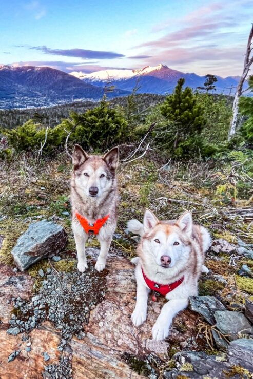 Ketchikan: Husky Walking Tour - Tour Overview