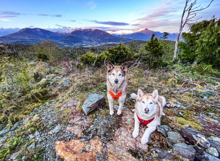 Ketchikan: Husky Walking Tour - Provider Information