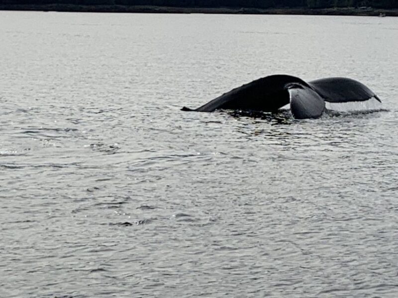 Ketchikan: Marine Wildlife and Whale Watching Boat Tour - Wildlife Watching: What You’ll See and How