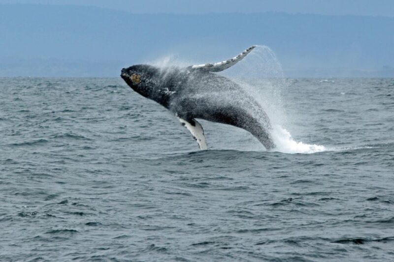 Ketchikan: Marine Wildlife and Whale Watching Boat Tour - The Experience: Comfort and Engagement