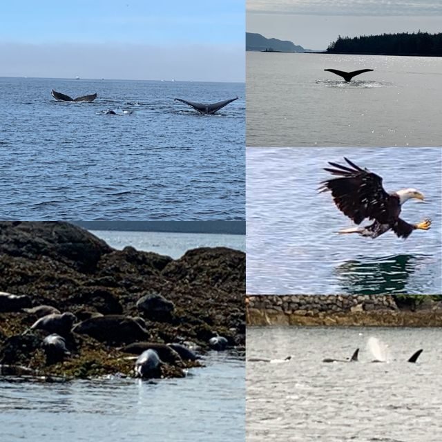 Ketchikan: Marine Wildlife and Whale Watching Boat Tour - What’s Included and What’s Not
