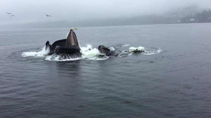 Ketchikan: Marine Wildlife and Whale Watching Boat Tour - Wildlife Sightings