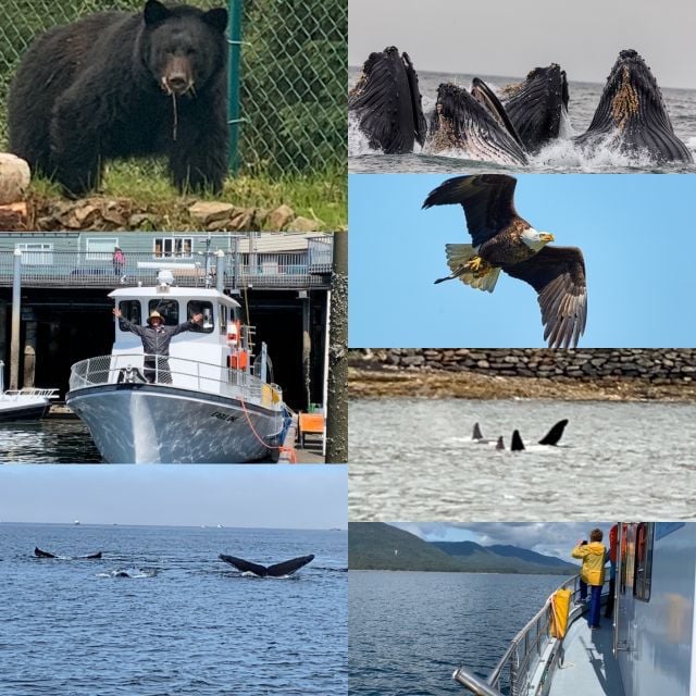 Ketchikan: Marine Wildlife and Whale Watching Boat Tour - Engaging Guides