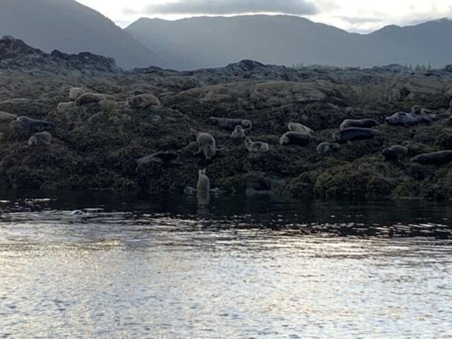 Ketchikan: Marine Wildlife and Whale Watching Boat Tour - Tour Description