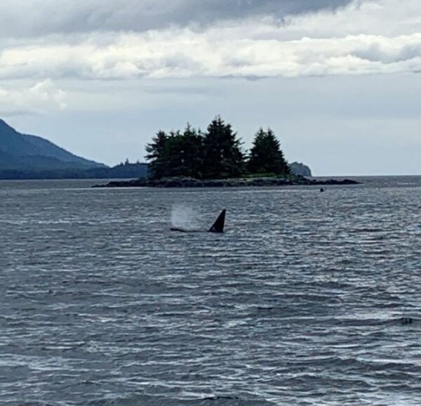 Ketchikan: Marine Wildlife and Whale Watching Boat Tour - Check-in Instructions