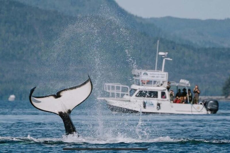 Ketchikan: Orca Cove Fast Boat and Sea Kayak Tour - A Closer Look at the Orca Cove Experience