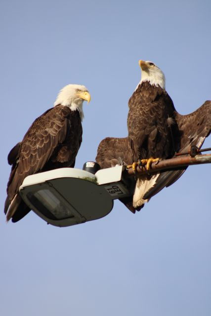 Ketchikan Photo Safari - Inclusions and Tour Features