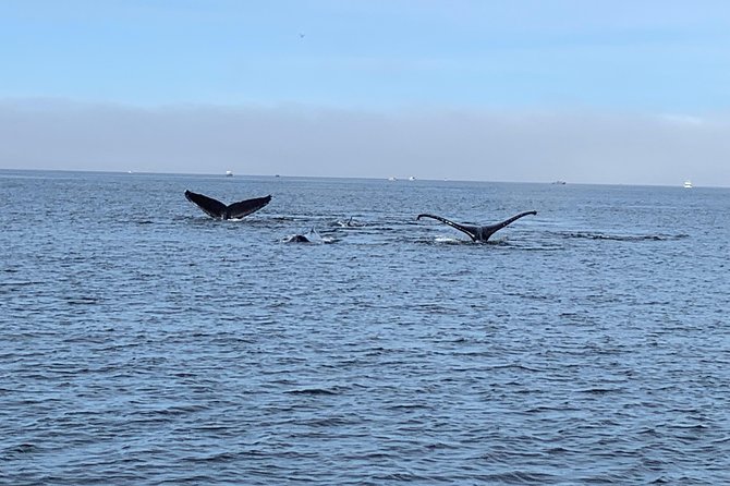 Ketchikan: Small-Group Land and Sea Combo Tour - Tour Overview and Highlights