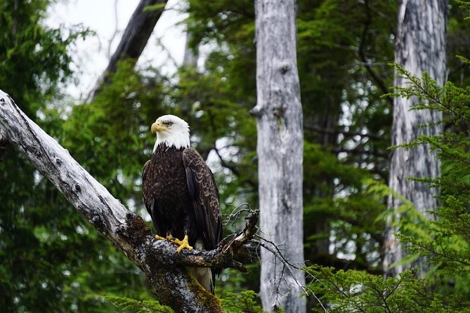 Ketchikan: Small-Group Marine Wildlife Zodiac Expedition - Personalized Experience