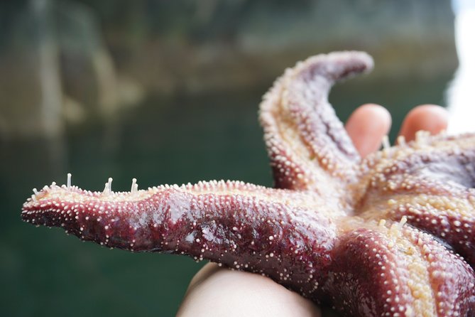 Ketchikan: Small-Group Marine Wildlife Zodiac Expedition - Common Questions