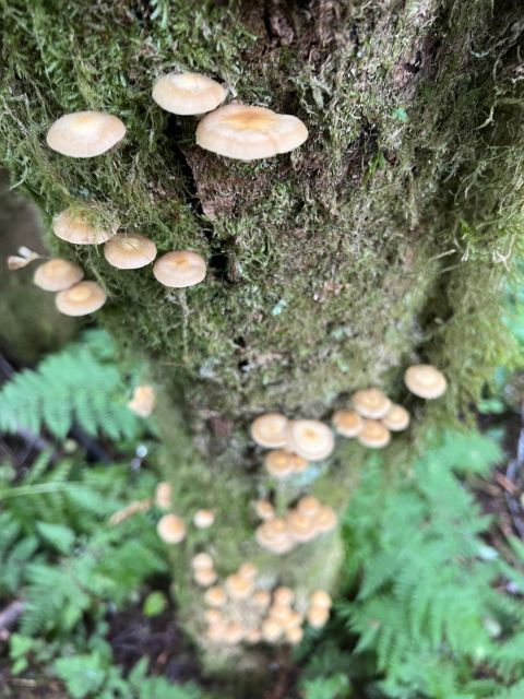 Ketchikan: Tongass Forest Alaska Bigfoot ATV Ride and Hike - Activity Details