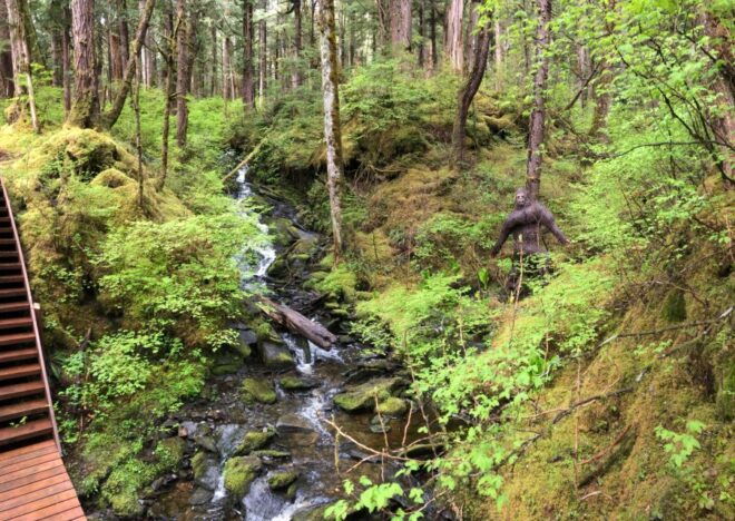 Ketchikan: Tongass Forest Alaska Bigfoot ATV Ride and Hike - Itinerary