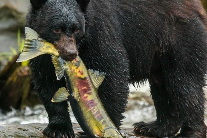 Ketchikan Totem Parks, Creek Street Small-Group Tour - Tour Overview