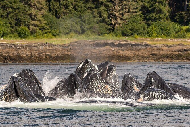 Ketchikan Ultimate Whale Watching, Wildlife, & Wilderness Dining - The Experience — What You’ll Actually Feel