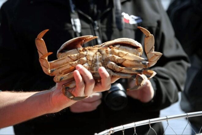 Ketchikan: Wilderness Boat Cruise and Crab Feast Lunch - Full Description
