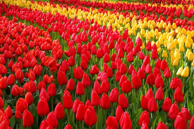 Keukenhof and Flower Fields Private Tour From Amsterdam - Inclusions