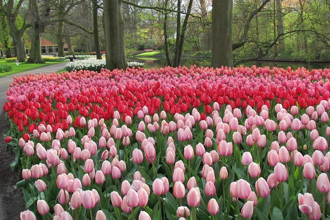 Keukenhof and Flower Fields Private Tour From Amsterdam - Cancellation Policy