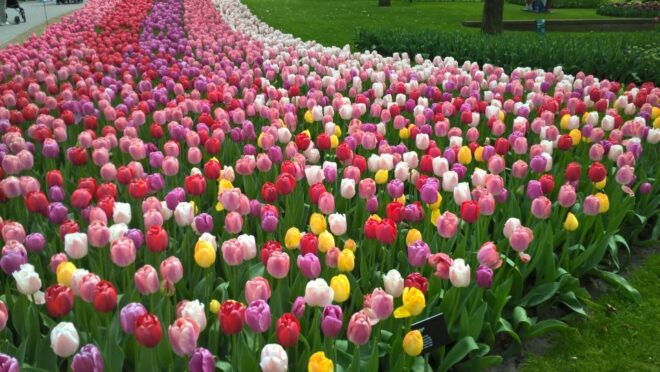 Keukenhof and Zaanse Schans Small-Group Tour From Amsterdam - Itineraries and Attractions