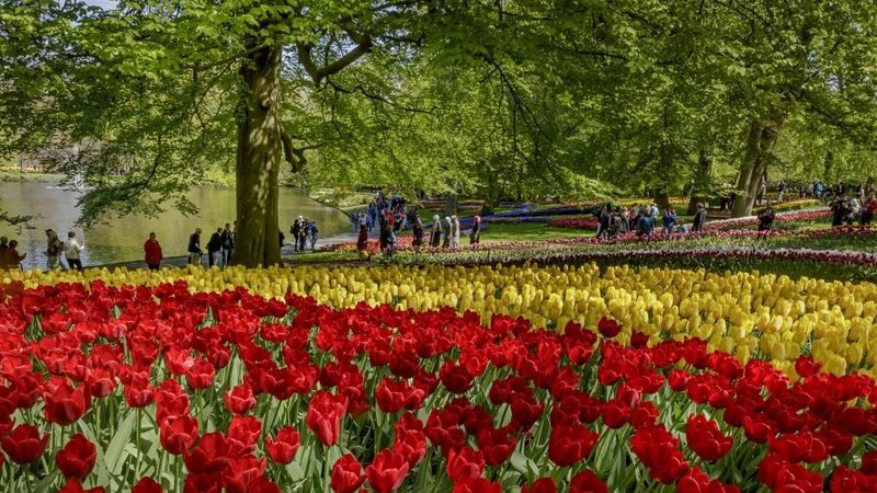 Keukenhof Entry, Transfer & Lovers Canal Cruise Amsterdam - What the starting price buys you